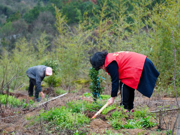 植樹(shù)活動(dòng)